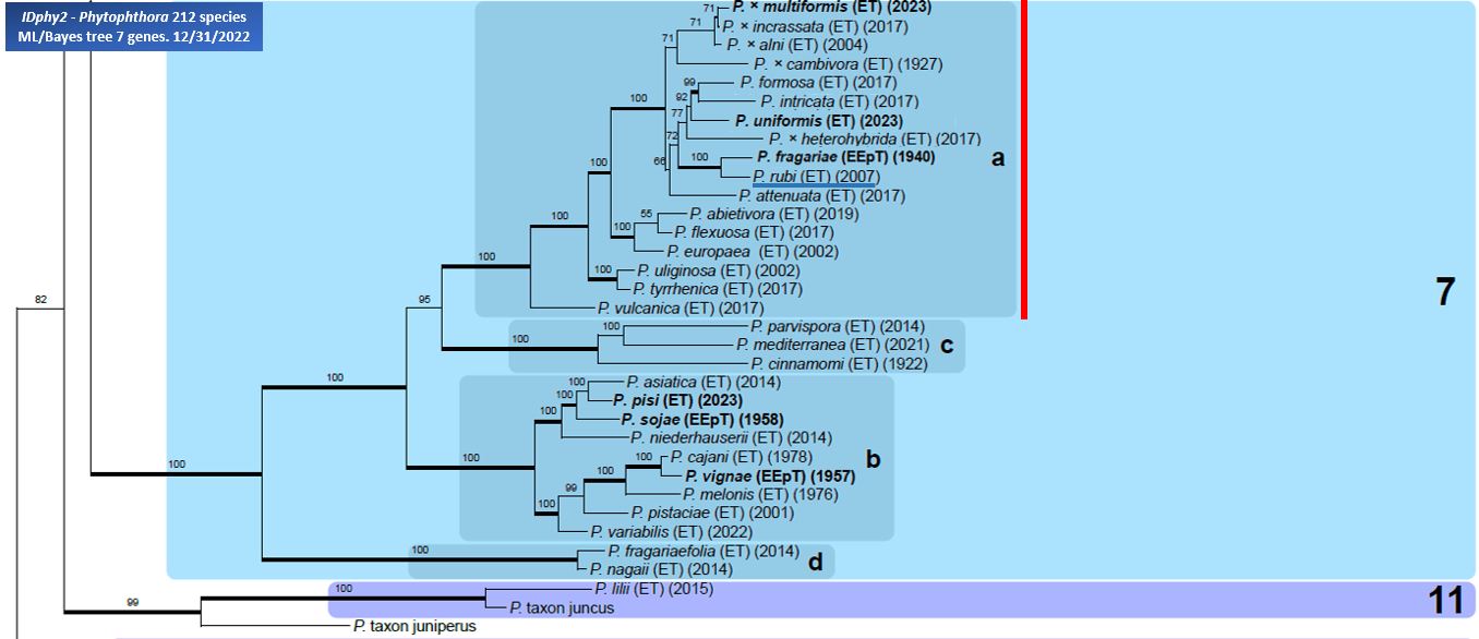    Phytophthora  spp. in subclade 7a:  portion of the seven-loci ML phylogeny featuring the type cultures of 212 described species (by T. Bourret). Notice the position of   P. rubi  Ex-type CBS 967.95 = Samp;T BL 54 . Gloria Abad, USDA Samp;T.
